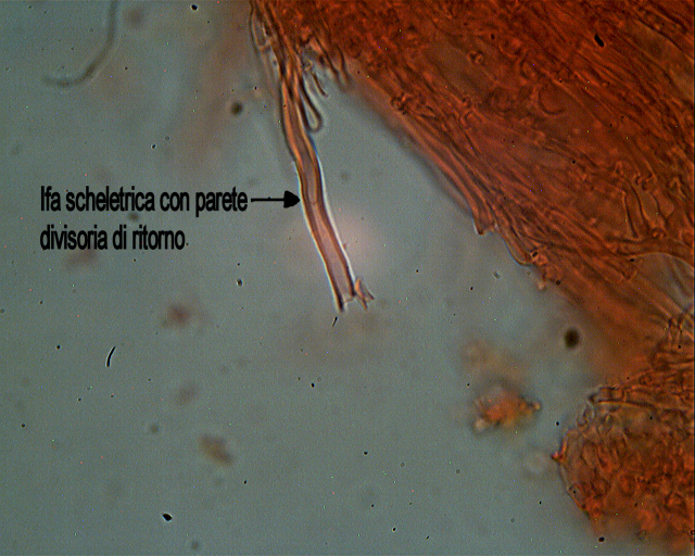 Antrodiella romellii